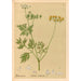 Medicinal Plants Painting Pl158 - Charles Frederick Millspaugh — artwork view
