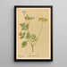 Medicinal Plants Painting Pl158 - Charles Frederick Millspaugh — framed artwork on a wall