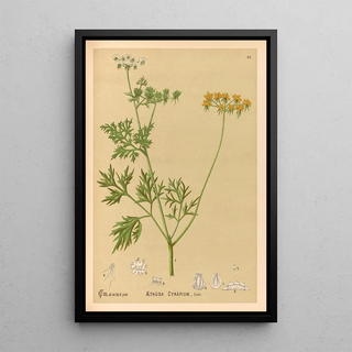 Charles Frederick Millspaugh - Medicinal Plants Pl158.webp