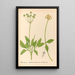 Reproduction of the painting Medicinal Plants Pl159 - Charles Frederick Millspaugh