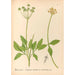 Reproduction of the painting Medicinal Plants Pl159 - Charles Frederick Millspaugh