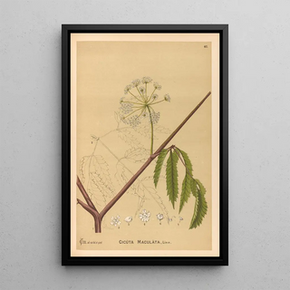 Charles Frederick Millspaugh - Medicinal Plants Pl160.webp