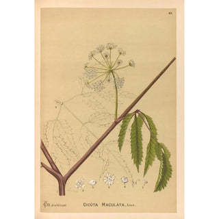 Charles Frederick Millspaugh - Medicinal Plants Pl160.webp