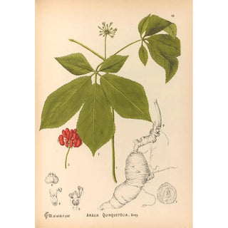Charles Frederick Millspaugh - Medicinal Plants Pl163.webp