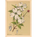 Medicinal Plants Pl164 - Charles Frederick Millspaugh — artwork view
