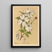 Medicinal Plants Pl164 - Charles Frederick Millspaugh — framed artwork on a wall