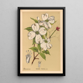 Charles Frederick Millspaugh - Medicinal Plants Pl164.webp
