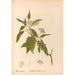 Medicinal Plants Painting Pl166 - Charles Frederick Millspaugh — artwork view