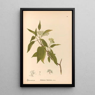 Charles Frederick Millspaugh - Medicinal Plants Pl166.webp