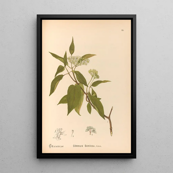 Charles Frederick Millspaugh - Medicinal Plants Pl166.webp