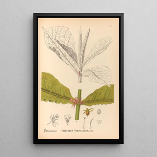 Charles Frederick Millspaugh - Medicinal Plants Pl167.webp