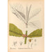 Reproduction of the painting Medicinal Plants Pl167 - Charles Frederick Millspaugh