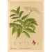 Medicinal Plants Pl168 - Charles Frederick Millspaugh — artwork view