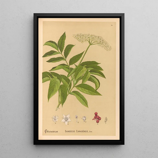 Charles Frederick Millspaugh - Medicinal Plants Pl168.webp