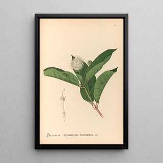 Charles Frederick Millspaugh - Medicinal Plants Pl169.webp