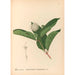 Reproducción del cuadro Plantas medicinales Pl169 - Charles Frederick Millspaugh