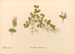 Plantas medicinales Pl170 - Charles Frederick Millspaugh — vista de la obra