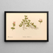 Plantas medicinales Pl170 - Charles Frederick Millspaugh — cuadro enmarcado en la pared