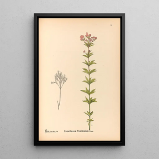 Charles Frederick Millspaugh - Medicinal Plants Pl171.webp