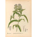 Medicinal plants Pl172 - Charles Frederick Millspaugh — artwork view