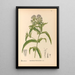 Medicinal plants Pl172 - Charles Frederick Millspaugh — framed artwork on a wall