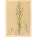 Reproduction of the painting Medicinal Plants Pl173 - Charles Frederick Millspaugh