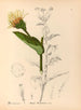 Medicinal Plants Pl. 174 - Charles Frederick Millspaugh — artwork view