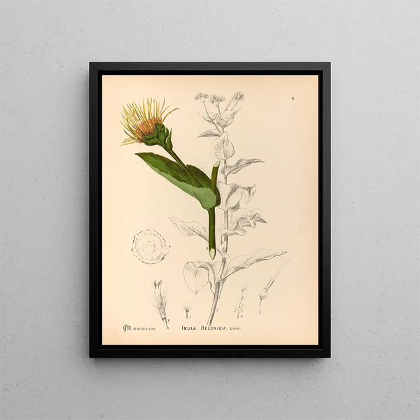 Charles Frederick Millspaugh - Medicinal Plants Pl174.webp