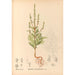 Plantas medicinales Pl175 - Charles Frederick Millspaugh — vista de la obra