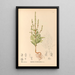 Plantas medicinales Pl175 - Charles Frederick Millspaugh — cuadro enmarcado en la pared