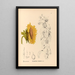 Reproduction of the painting Medicinal plants Pl176 - Charles Frederick Millspaugh