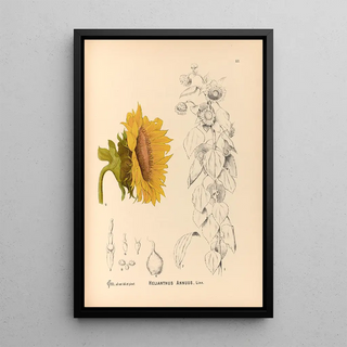 Charles Frederick Millspaugh - Medicinal Plants Pl176.webp