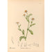 Medicinal Plants Pl177 - Charles Frederick Millspaugh — artwork view