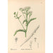 Reproduction of the painting Medicinal Plants Pl178 - Charles Frederick Millspaugh