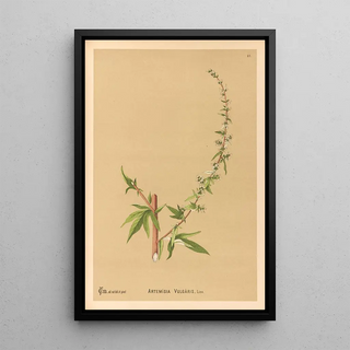 Charles Frederick Millspaugh - Medicinal Plants Pl180.webp