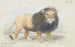 Lion of the Cape - Charles Hamilton Smith — artwork view