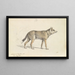 Coyote of Mexico - Charles Hamilton Smith — framed artwork on a wall