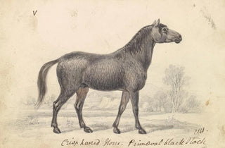 Charles Hamilton Smith - CrispHaired Horse Primeval Black Stock.webp