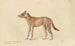Sumatra Dhole - Charles Hamilton Smith — artwork view