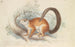 Squirrel by Duvaucel - Charles Hamilton Smith — artwork view