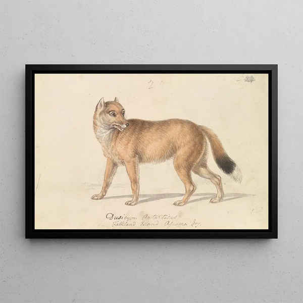 Charles Hamilton Smith - Falkland Islands Wolf.webp