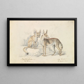 Charles Hamilton Smith - Fennec of Bruce and Red Backed Fennec.webp