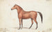 de una niña con marcas de quagga - Charles Hamilton Smith — vista de la obra