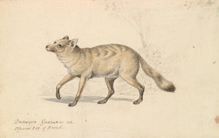 Charles Hamilton Smith - Guaraxa AguaraFox.webp