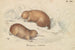 Echidna long-beak - Charles Hamilton Smith — artwork view