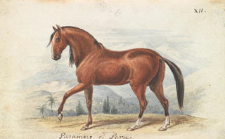 Charles Hamilton Smith - Peruvian Paso.webp