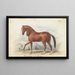 Peruvian Paso Painting - Charles Hamilton Smith — framed artwork on a wall