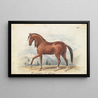Charles Hamilton Smith - Peruvian Paso.webp