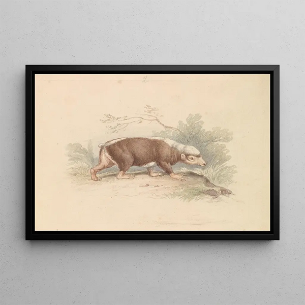 Charles Hamilton Smith - Sunda Stink Badger.webp