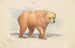 L'Ours brun - Charles Hamilton Smith — vista de la obra